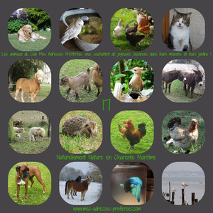 animaux des hebergements du club mes adresses preferees en charente maritime le clos de la garenne 17700 puyravault